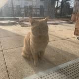 Picture of cat found at Pierrefitte Sur Seine