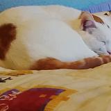 Picture of cat found at Saint Sulpice La Pointe