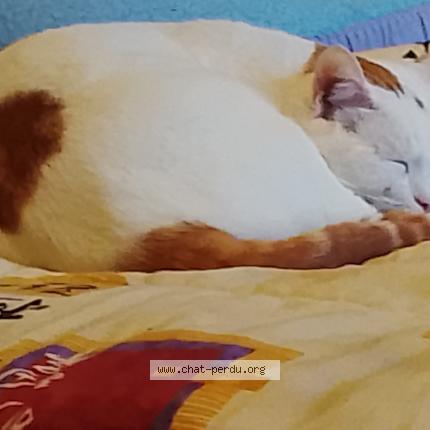 Photo 1/1 Cat reunited Found in Saint sulpice la pointe