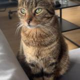 Picture of cat lost at Asnieres Sur Seine