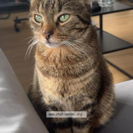 Photo 1/1 Kovu Chat lost in Asnieres sur seine