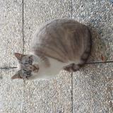 Picture of cat found at Pontcharra