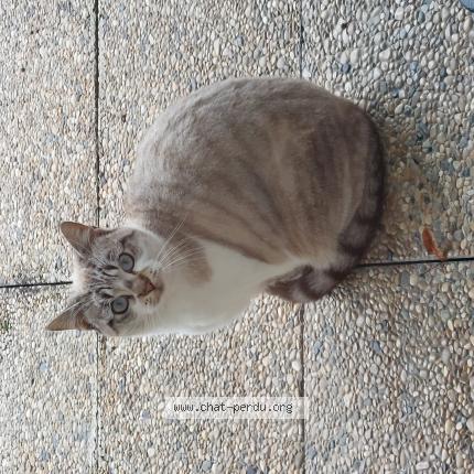 Photo 1/1 Found cat Found in Pontcharra