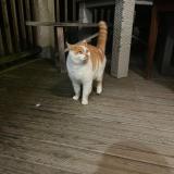 Picture of cat found at Essarts En Bocage