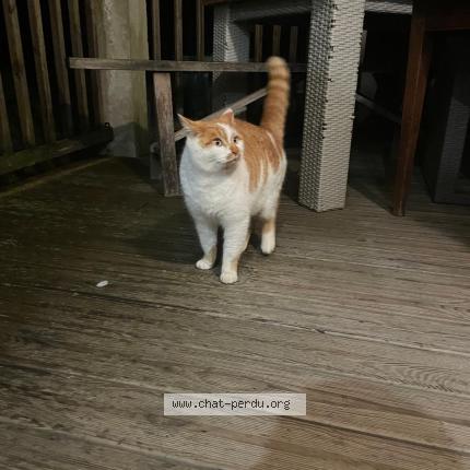 Photo 1/1 Found cat Found in Essarts en bocage