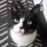 Picture of cat lost at Uccle