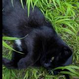 Picture of cat lost at Bruxelles