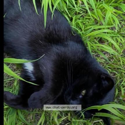 Photo 1/1 Gioia Chat lost in Bruxelles