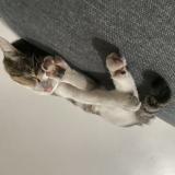 Picture of cat lost at Septemes Les Vallons