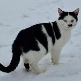 Picture of cat lost at Sceaux Sur Huisne