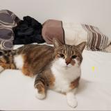 Picture of cat lost at Marsens