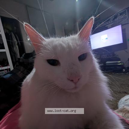 Photo 1/1 Yuki Chat lost in Merced