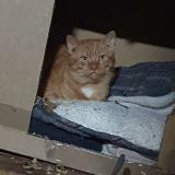 Picture of cat found at Tourcoing