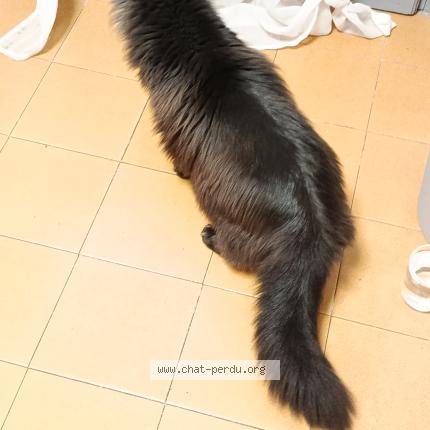 Photo 1/1 Found cat Found in Sete