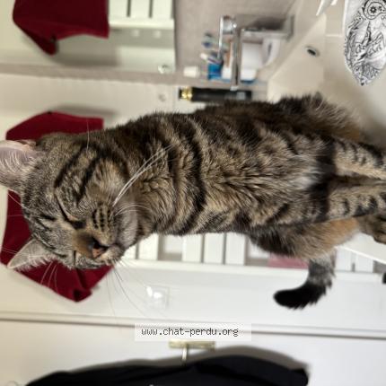 Photo 1/1 Brad  Cookie Chat lost in Saint fons