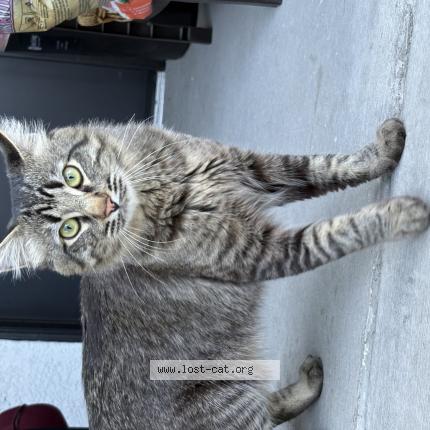 Photo 1/1 Nova Chat lost in Las vegas