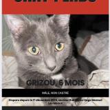 Picture of cat lost at Mareuil Les Meaux