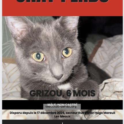 Photo 1/1 Grizou Chat lost in Mareuil les meaux