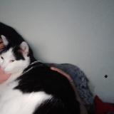 Picture of cat lost at Le Bourget