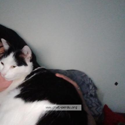 Photo 1/1 Mabula Chat lost in Le bourget