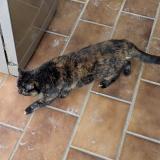 Picture of cat lost at Le Revest Les Eaux