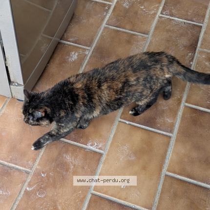 Photo 1/1 Suzy Chat lost in Le revest les eaux