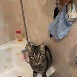 Picture of cat lost at Marseille