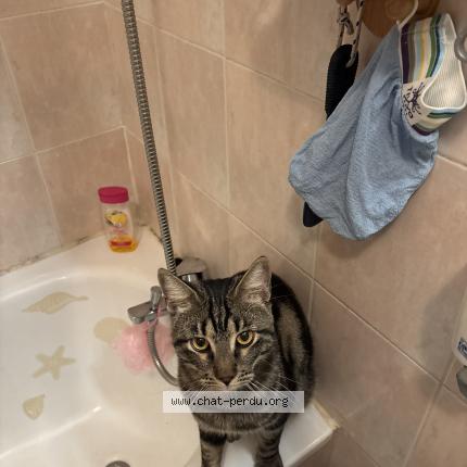 Photo 1/1 Rebouh Chat lost in Marseille