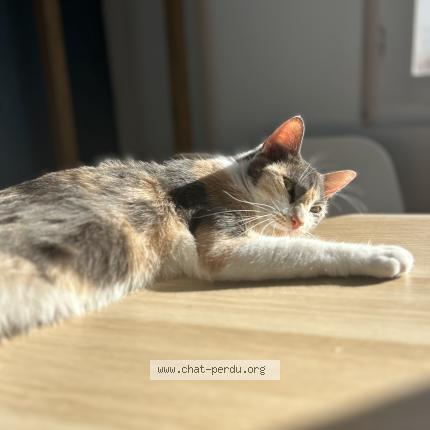 Photo 1/1 Laika Chat lost in Ciboure