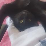 Picture of cat lost at Domloup