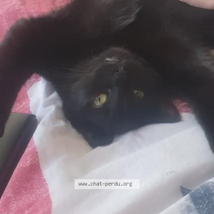 Photo 1/1 Pito Chat lost in Domloup