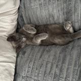 Picture of cat lost at Bayeux