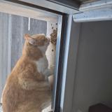 Picture of cat found at Pau