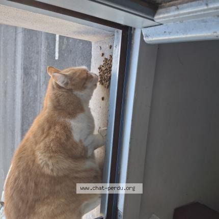 Photo 1/1 Found cat Found in Pau