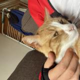 Picture of cat lost at Digoin