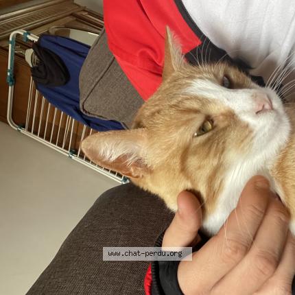 Photo 1/1 Tchoum Chat lost in Digoin