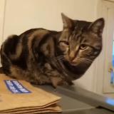 Picture of cat lost at Mulhouse