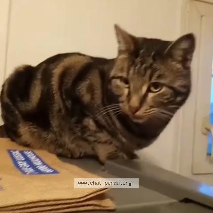 Photo 1/1 Rocco Chat lost in Mulhouse