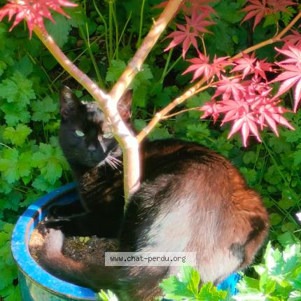 Foto 1/1 Kat teruggevonden Vermist in Bruxelles