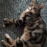 Picture of cat lost at Coignieres