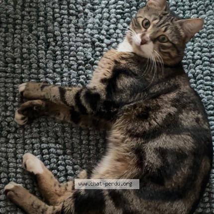 Photo 1/1 Narnia Chat lost in Coignieres