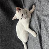 Picture of cat found at Bangalore