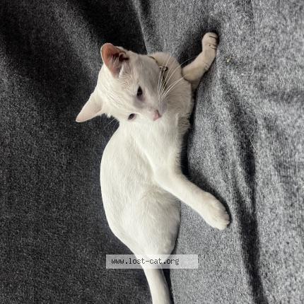 Photo 1/1 Found cat Found in Bangalore