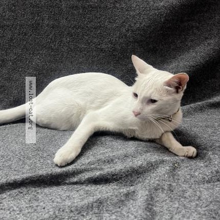 Photo 1/1 Found cat Found in Bangalore