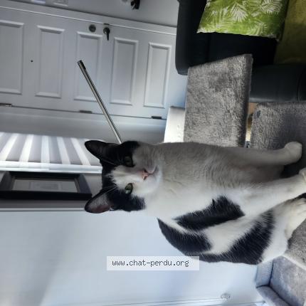 Photo 1/1 Cat reunited Lost in Pointe aux trembles