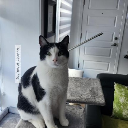 Photo 1/1 Reunited cat Lost in Pointe Aux Trembles