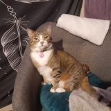 Picture of cat lost at Saint Jean De Monts