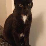 Picture of cat lost at Aizenay