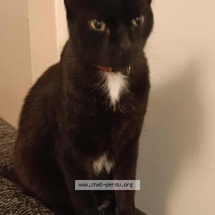 Photo 1/1 Bagheera Chat lost in Aizenay