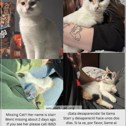 Photo 1/1 starr Chat lost in Fortworth